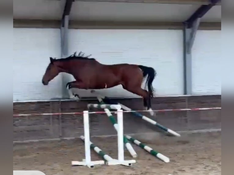 KWPN Stute 3 Jahre 167 cm Brauner in Asten