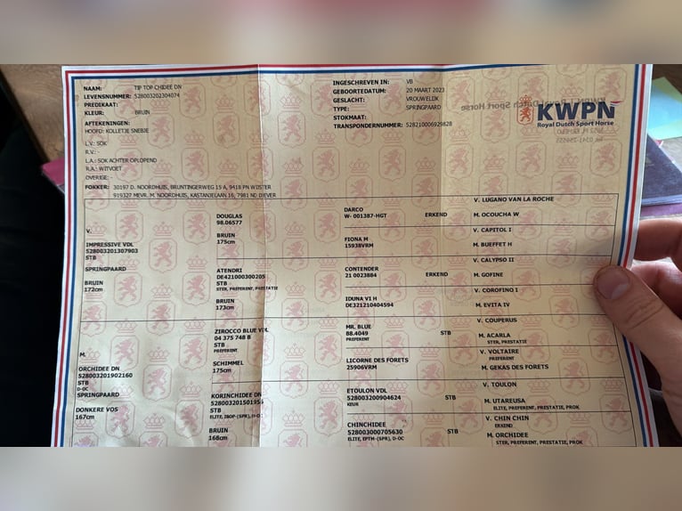 KWPN Stute 3 Jahre 167 cm Brauner in Debrecen