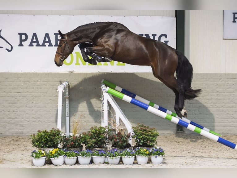 KWPN Stute 3 Jahre 167 cm Brauner in Heerde