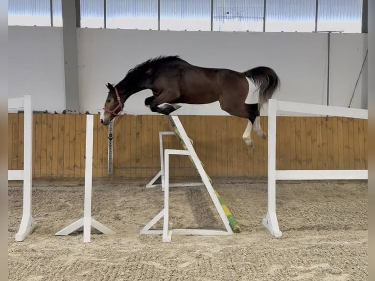 KWPN Stute 3 Jahre 167 cm Brauner in KRAJENKA