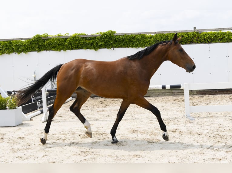 KWPN Stute 3 Jahre 167 cm Brauner in Waddinxveen