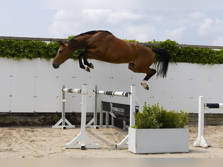 KWPN Stute 3 Jahre 167 cm Brauner in Waddinxveen
