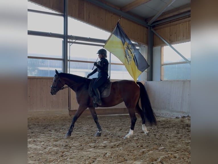 KWPN Stute 3 Jahre 167 cm  in Westerheim