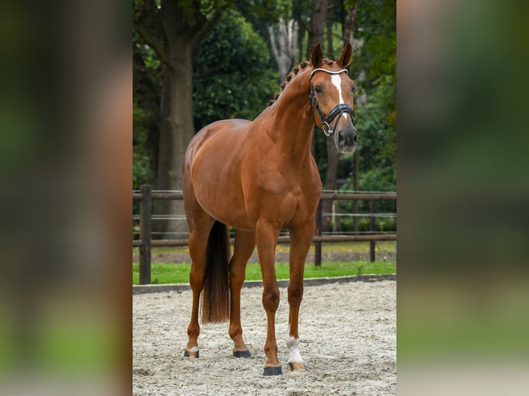 KWPN Stute 3 Jahre 167 cm Fuchs in Loon op Zand