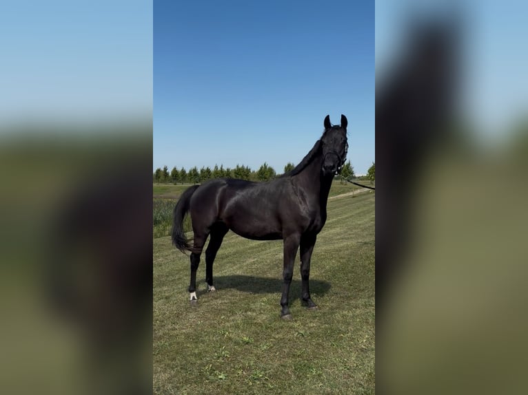 KWPN Stute 3 Jahre 167 cm Rappe in Werkendam