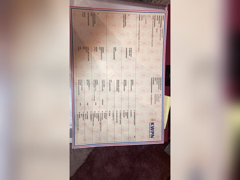 KWPN Stute 3 Jahre 168 cm Dunkelbrauner in Stadtlohn