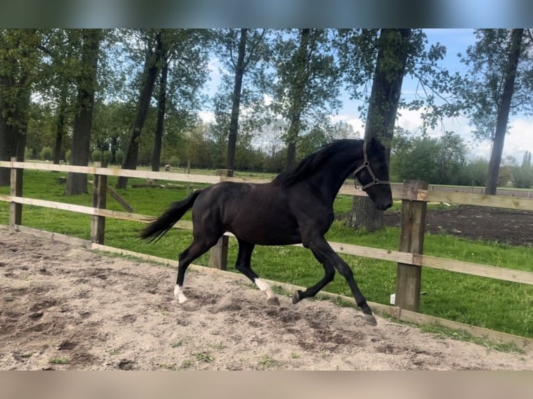 KWPN Stute 3 Jahre 168 cm Rappe in Lippelo