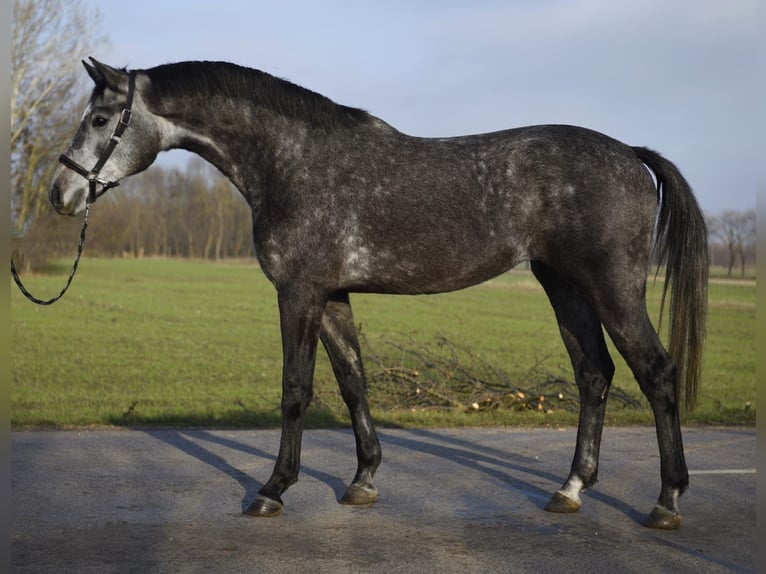 KWPN Stute 3 Jahre 168 cm Schimmel in Szarvas