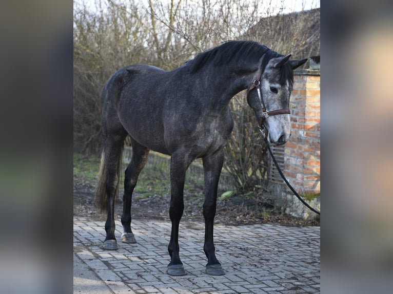 KWPN Stute 3 Jahre 168 cm Schimmel in Kecskemet
