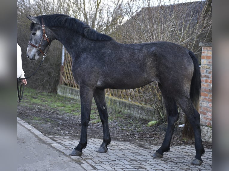 KWPN Stute 3 Jahre 168 cm Schimmel in Kecskemet