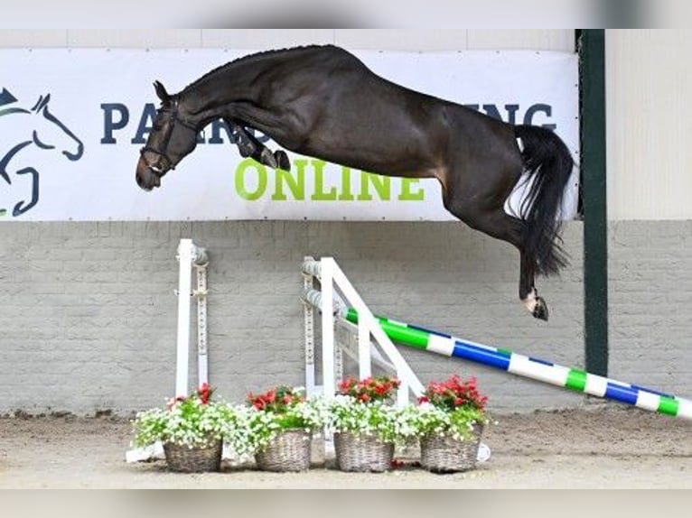 KWPN Stute 3 Jahre 168 cm in Heerde