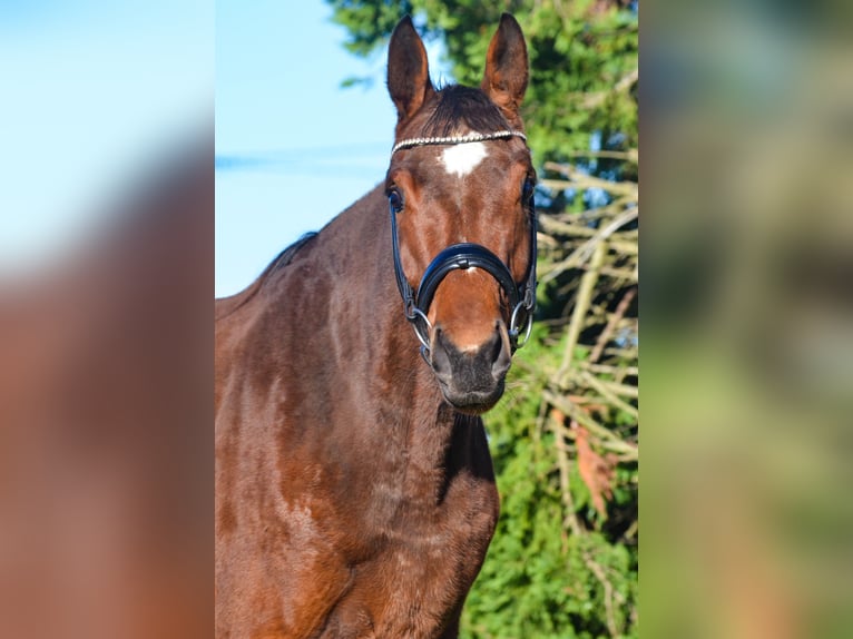 KWPN Stute 3 Jahre 169 cm Brauner in Marigny le Lozon