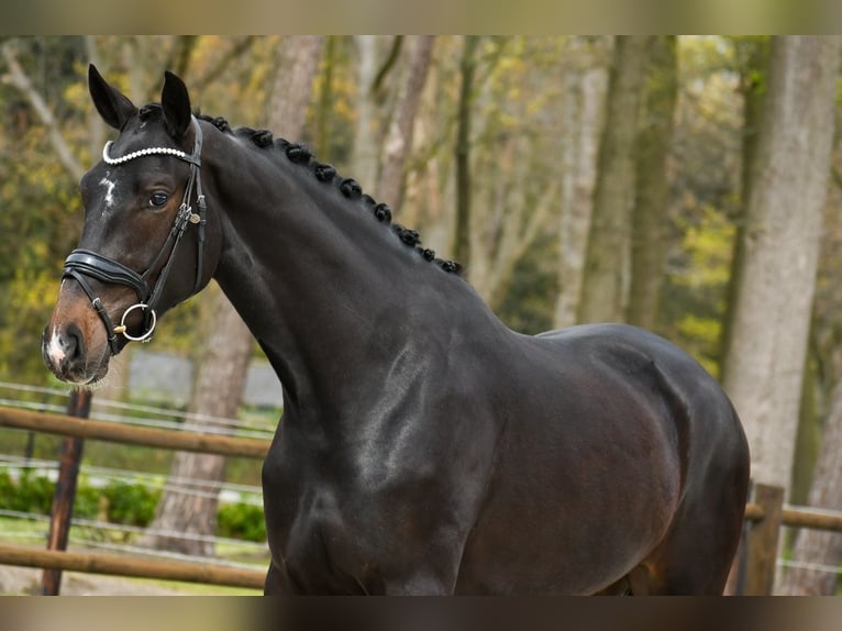KWPN Stute 3 Jahre 169 cm Dunkelbrauner in Loon op Zand