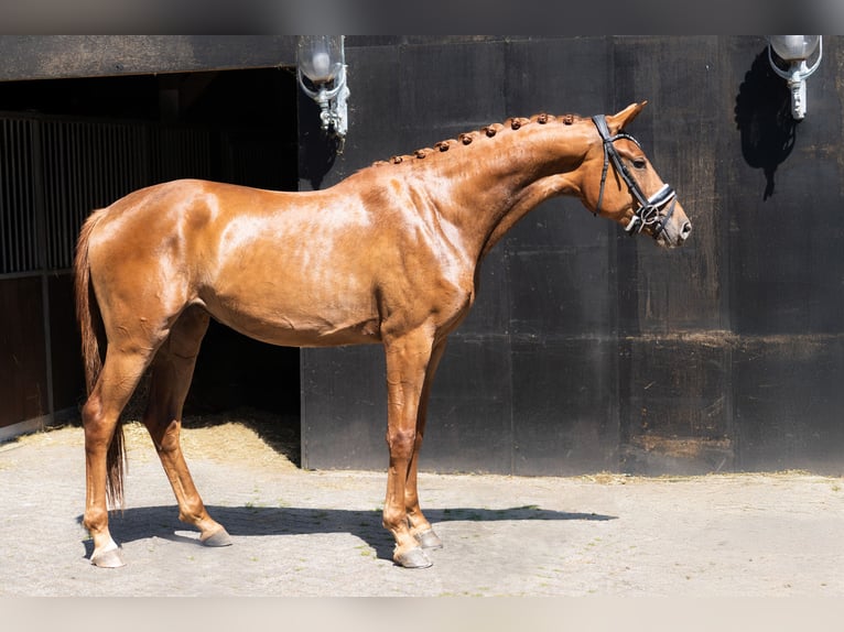 KWPN Stute 3 Jahre 169 cm Fuchs in Oosterhout