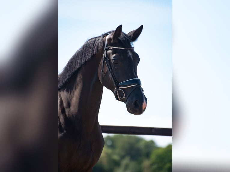 KWPN Stute 3 Jahre 169 cm Rappe in Voorthuizen