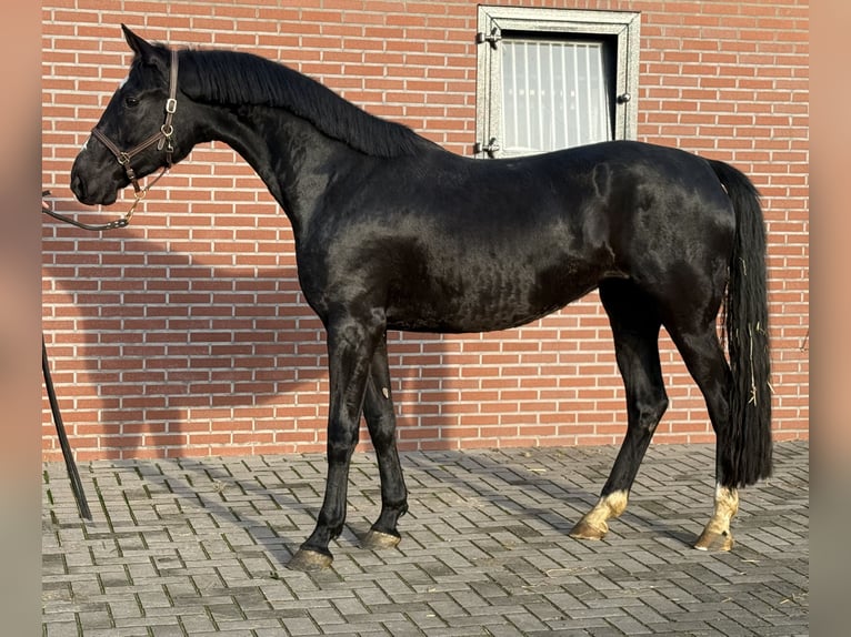 KWPN Stute 3 Jahre 169 cm Rappe in Zieuwent