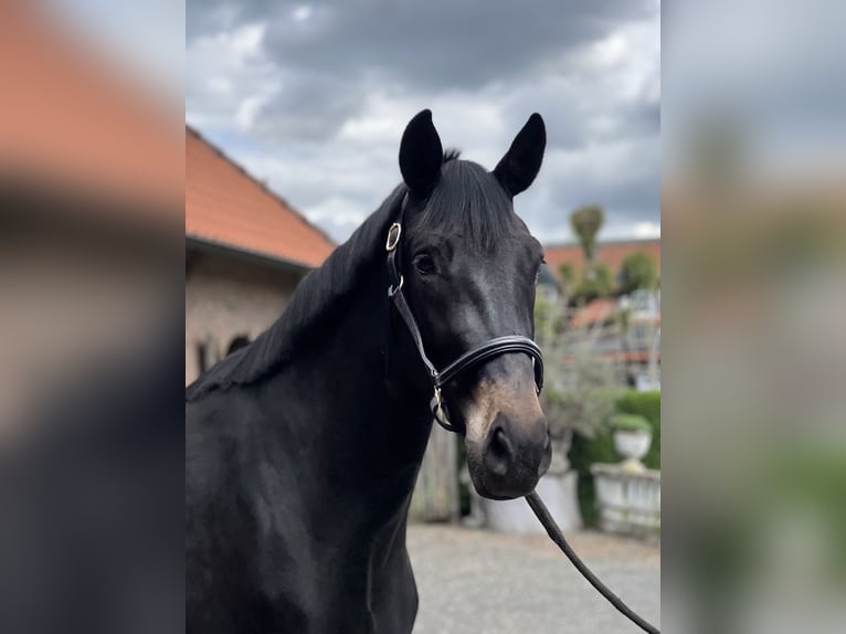 KWPN Stute 3 Jahre 169 cm Schwarzbrauner in Roermond