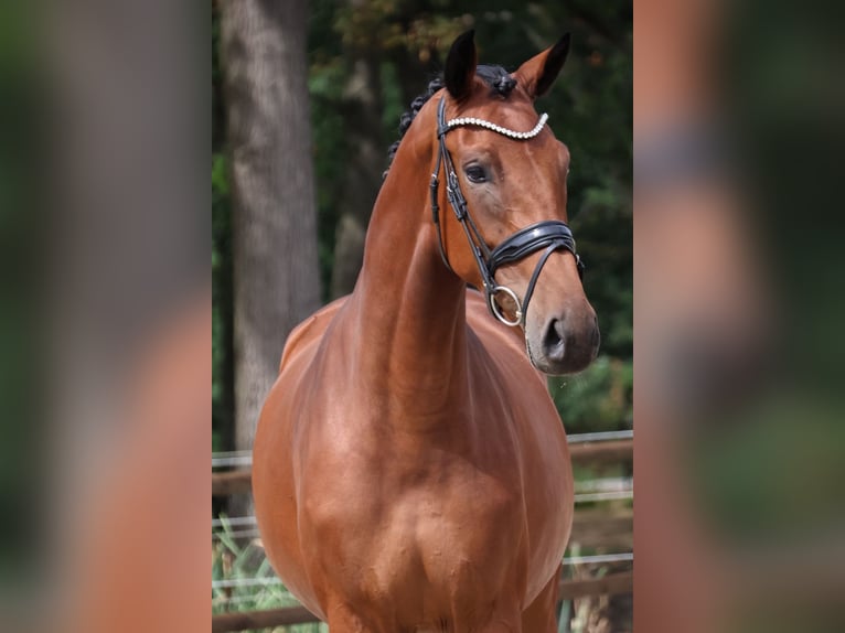 KWPN Stute 3 Jahre 170 cm Brauner in Loon op Zand
