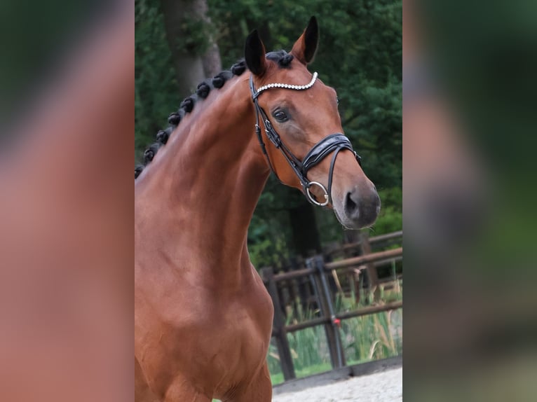 KWPN Stute 3 Jahre 170 cm Brauner in Loon op Zand
