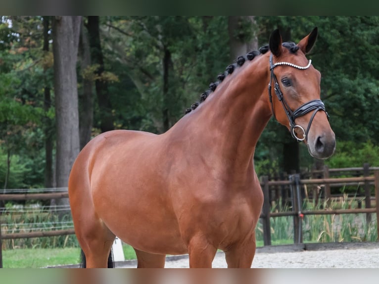 KWPN Stute 3 Jahre 170 cm Brauner in Loon op Zand