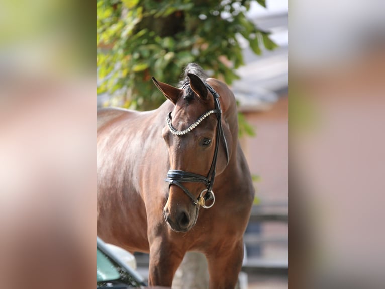 KWPN Stute 3 Jahre 170 cm Brauner in Xanten