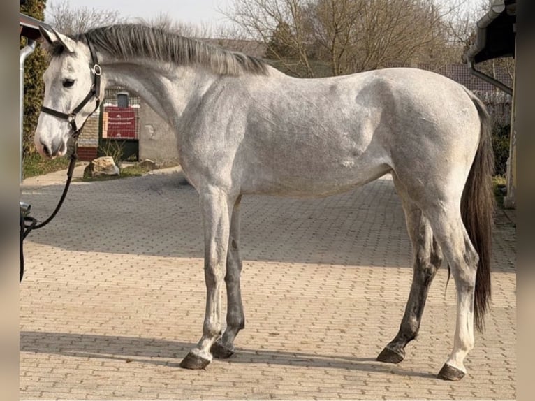 KWPN Stute 3 Jahre 170 cm Falbe in Murska Soboda