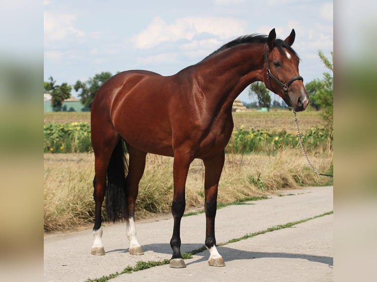 KWPN Stute 3 Jahre 171 cm Brauner in Wien, Innere Stadt