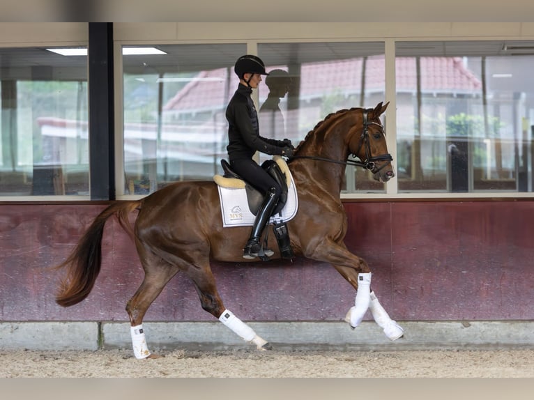 KWPN Stute 3 Jahre 171 cm Dunkelfuchs in Rees
