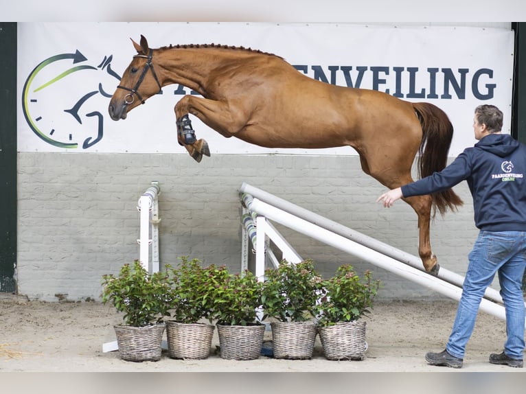 KWPN Stute 3 Jahre 171 cm Dunkelfuchs in Heerde