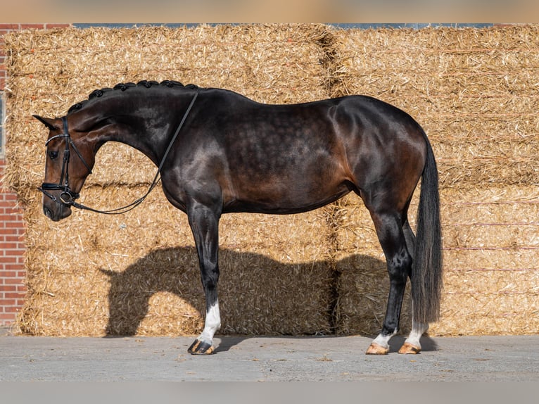 KWPN Stute 3 Jahre 171 cm Schwarzbrauner in Wijdenes