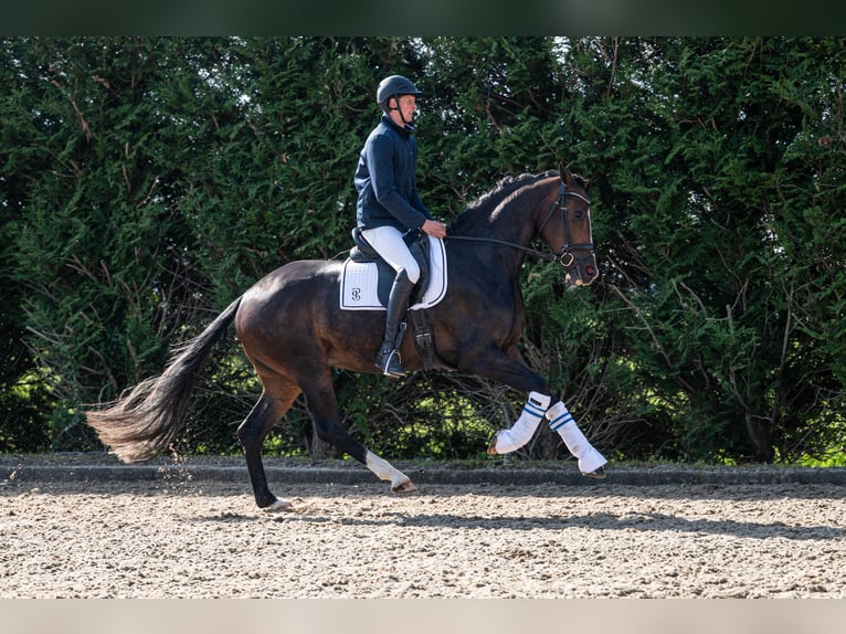 KWPN Stute 3 Jahre 171 cm Schwarzbrauner in Wijdenes