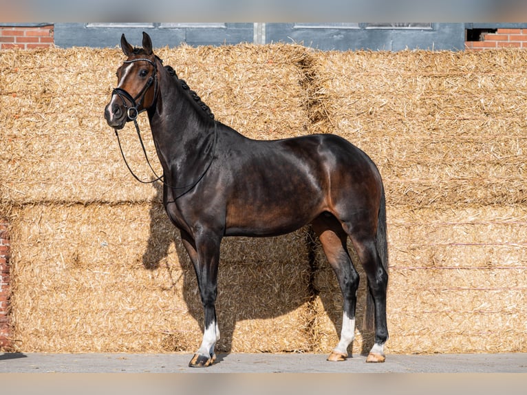 KWPN Stute 3 Jahre 171 cm Schwarzbrauner in Wijdenes