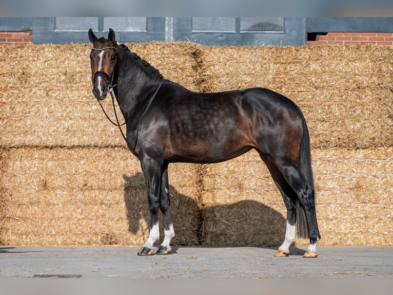 KWPN Stute 3 Jahre 171 cm Schwarzbrauner in Wijdenes