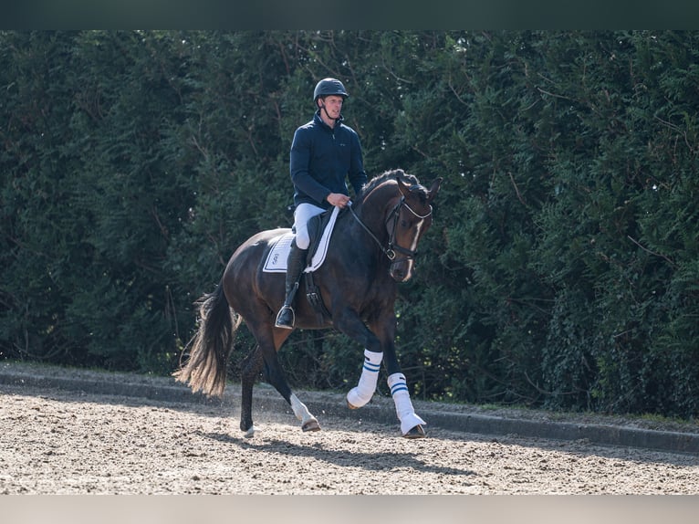 KWPN Stute 3 Jahre 171 cm Schwarzbrauner in Wijdenes