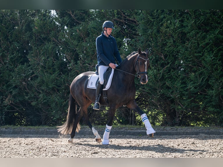 KWPN Stute 3 Jahre 171 cm Schwarzbrauner in Wijdenes