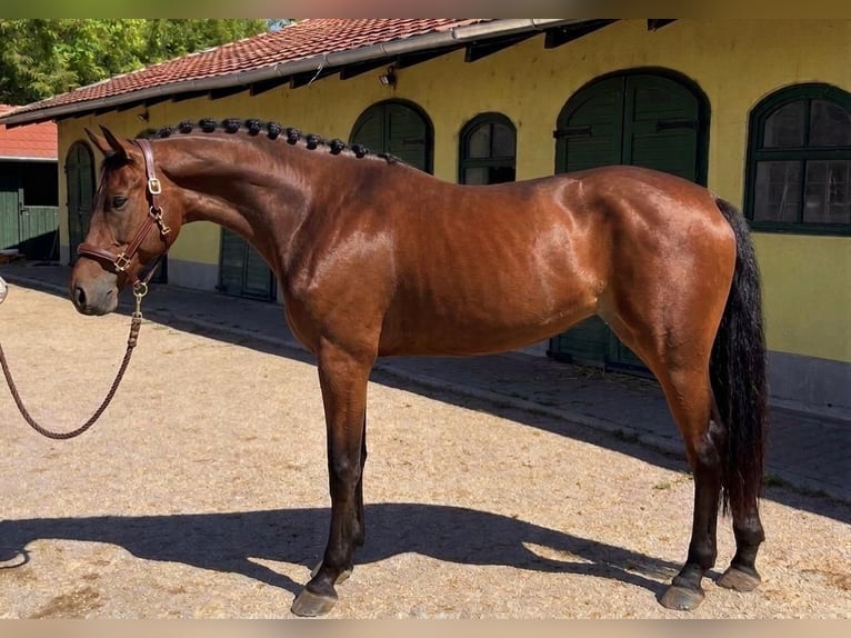 KWPN Stute 3 Jahre 172 cm Brauner in Murska Soboda