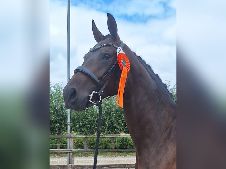 KWPN Stute 3 Jahre 172 cm Dunkelbrauner in Rijnsburg