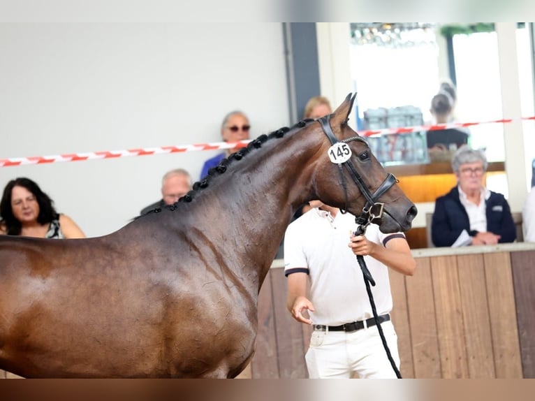 KWPN Stute 3 Jahre 172 cm Dunkelbrauner in Rijnsburg