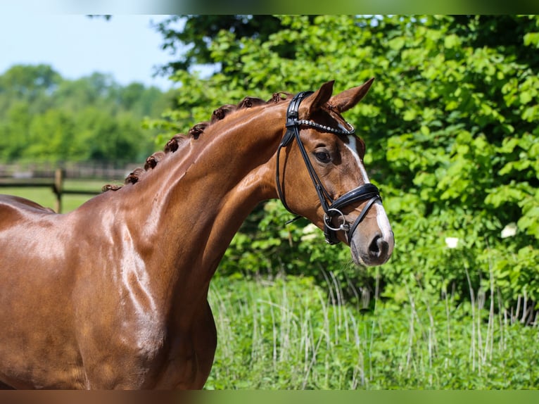 KWPN Stute 3 Jahre 172 cm Dunkelfuchs in Lienen