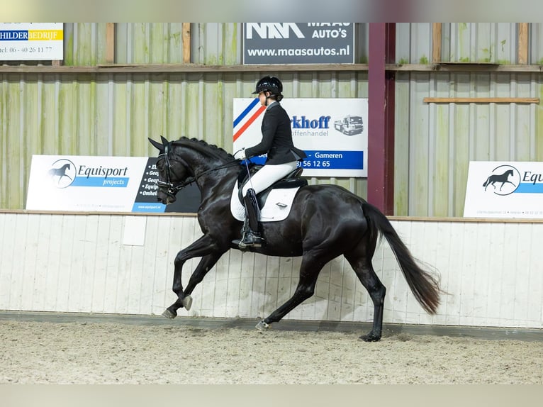 KWPN Stute 3 Jahre 172 cm Fuchs in Wamel