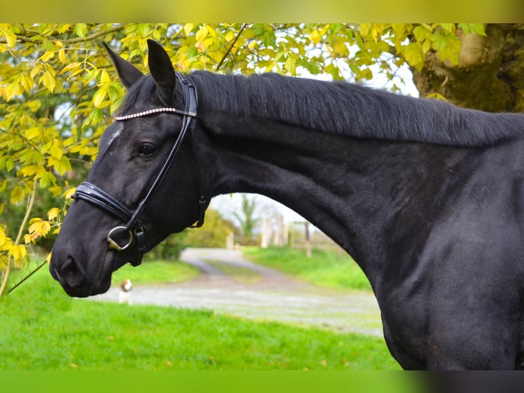 KWPN Stute 3 Jahre 172 cm Rappe in Marigny le Lozon