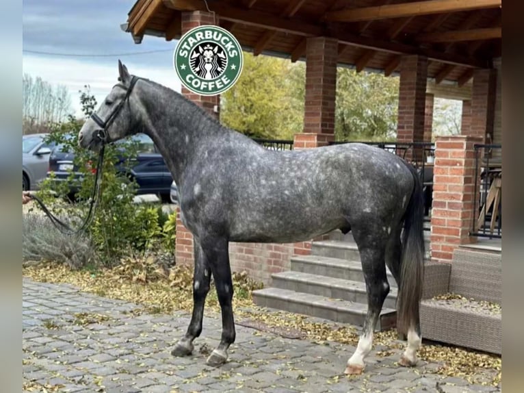 KWPN Stute 3 Jahre 172 cm Schimmel in Bekescsaba