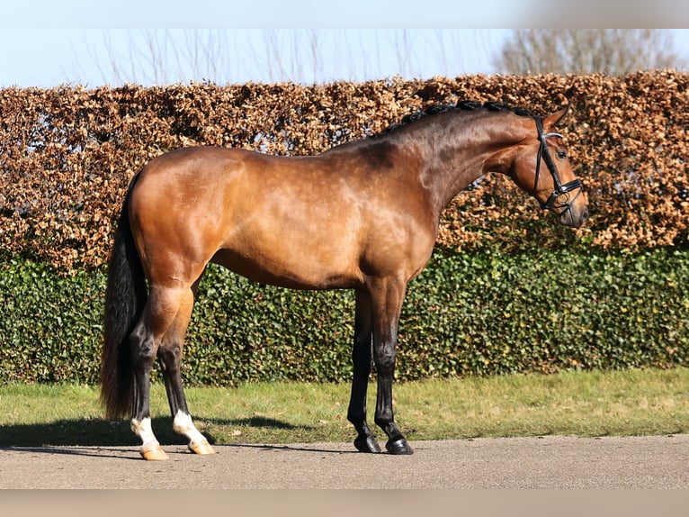 KWPN Stute 3 Jahre 173 cm Brauner in Mussel