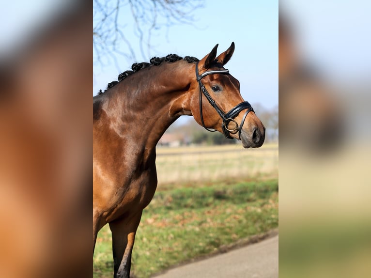 KWPN Stute 3 Jahre 173 cm Brauner in Mussel