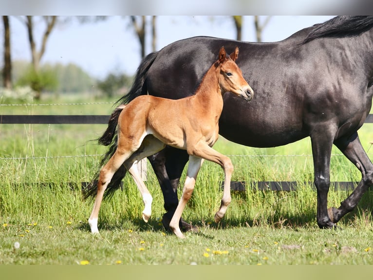 KWPN Stute 3 Jahre 173 cm Brauner in Mussel