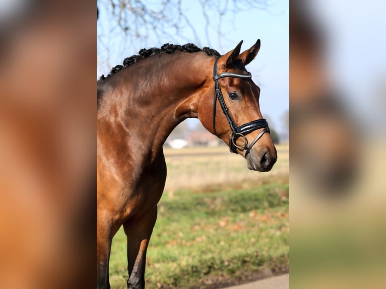 KWPN Stute 3 Jahre 173 cm Brauner in Mussel