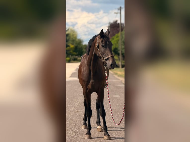 KWPN Stute 3 Jahre 174 cm Dunkelbrauner in B&#xF3;csa