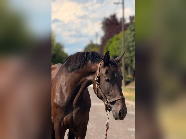 KWPN Stute 3 Jahre 174 cm Dunkelbrauner in B&#xF3;csa