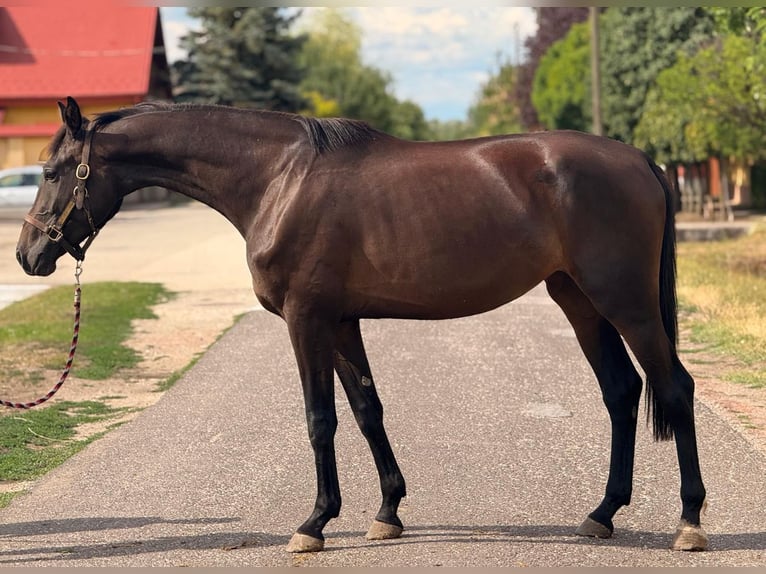 KWPN Stute 3 Jahre 174 cm Dunkelbrauner in B&#xF3;csa