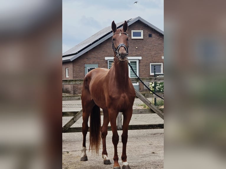 KWPN Stute 3 Jahre 174 cm Fuchs in Someren